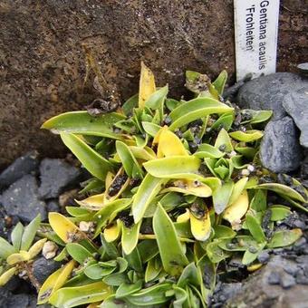 Gentiana acaulis 'Frohnleiten'