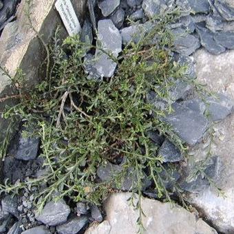 Genista Pilosa ‘Procumbens Nana‘