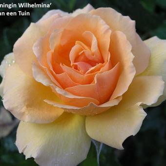 Rosa 'Koningin Wilhelmina'