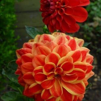 Dahlia 'Jescot Lingold'