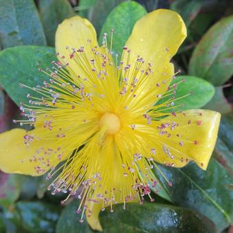 Hypericum