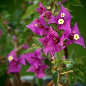 Bougainvillea glabra ‘Alexandra’