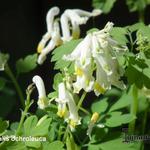 Corydalis ochroleuca - 