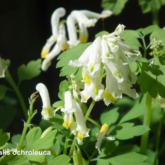 Corydalis ochroleuca