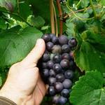 Vitis vinifera 'New York Muscat' - 