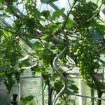 Vitis vinifera 'Baidor'	 - 