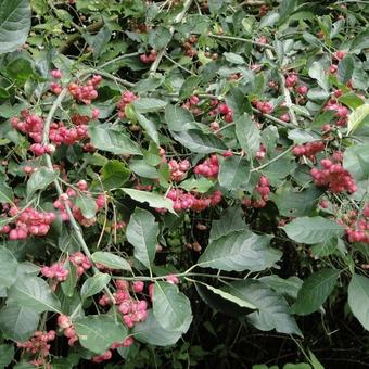 Euonymus europaeus