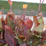 Canna TROPICANNA-serie - 