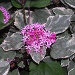 CLERODENDRON BUNGEI 'PINK DIAMOND' - Clerodendrum bungei 'Pink Diamond'