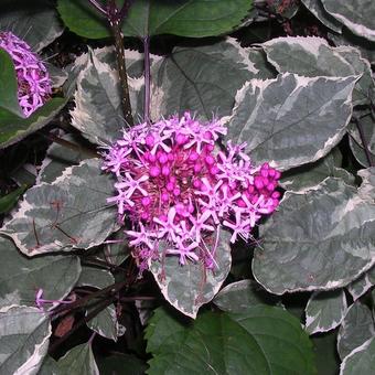 Clerodendrum bungei 'Pink Diamond'