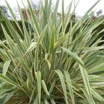 Phormium 'Golden Ray' - 