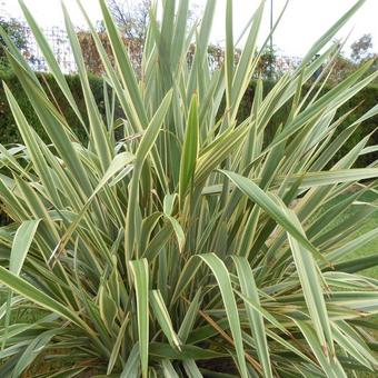 Phormium 'Golden Ray'