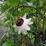 Passiflora 'Panda' - 