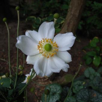 Anemone hybrida 'Andrea Atkinson'