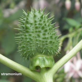 Datura stramonium