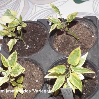 Solanum jasminoides 'Variegata'