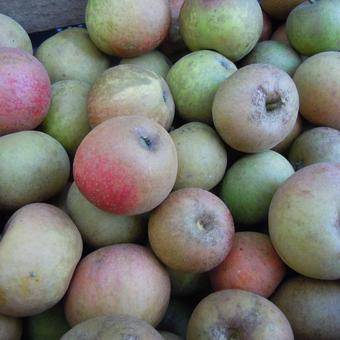 Malus domestica 'Engelsche Winter Goud Pearmain'