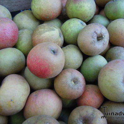 Malus domestica 'Engelsche Winter Goud Pearmain' - 