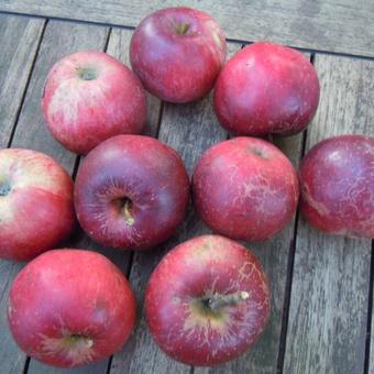 Malus domestica ’Jonathan’