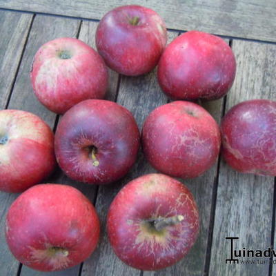 Malus domestica ’Jonathan’ - 