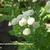 Tanacetum parthenium 'White Pompon'