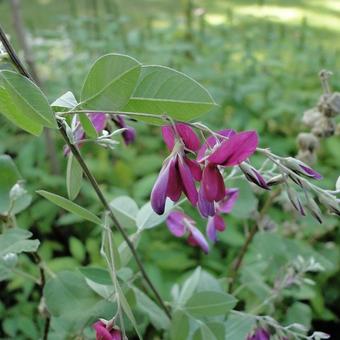 Lespedeza thunbergii