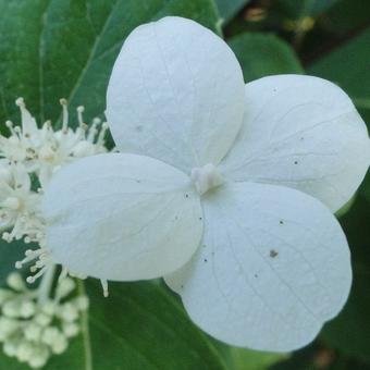 Hydrangea paniculata 'Grandiflora'