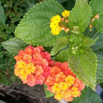 Lantana camara 'Chelsea Gem'