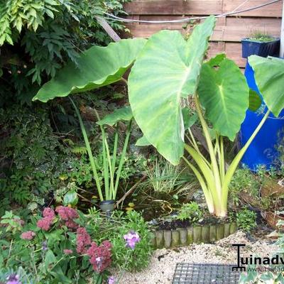 OREILLE D'ÉLÉPHANT, TARO, CHOU DE CHINE, COLOCASE, GOUET COMESTIBLE - Colocasia esculenta