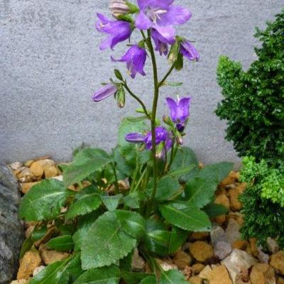 Campanula collina - 