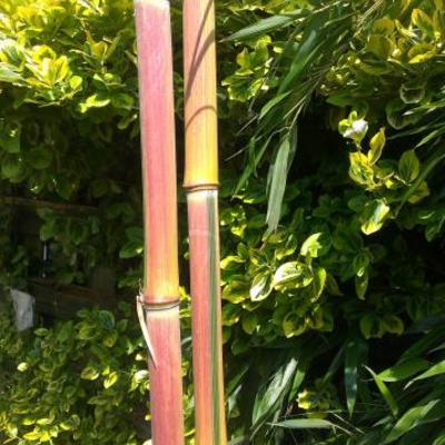 Phyllostachys aureosulcata 'Spectabilis'  - 