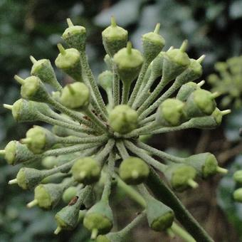 Hedera helix