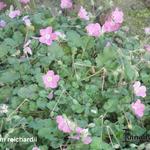 Erodium reichardii - 