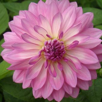 Dahlia 'Seduction'