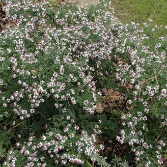 Aster lateriflorus 'Prince'