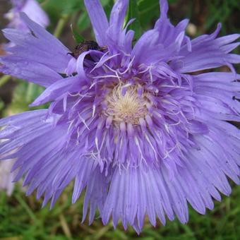 Stokesia laevis 'Purple Parasols'