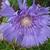 Stokesia laevis 'Purple Parasols'