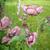 Papaver orientale  'Patty's Plum'