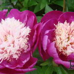 Paeonia lactiflora 'White Cap' - 