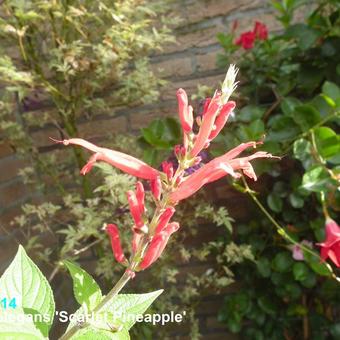 Salvia elegans 'Scarlet Pineapple'