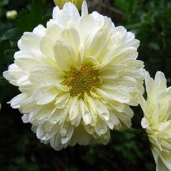 Chrysanthemum indicum 'Poesie'