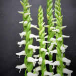 Spiranthes cernua 'Chadd's Ford' - 