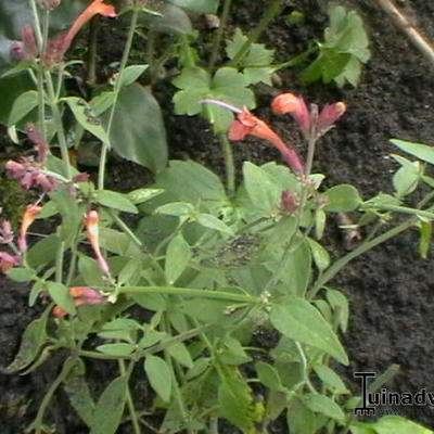 Agastache 'Firebird' - Agastache 'Firebird'