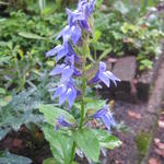 Lobelia siphilitica