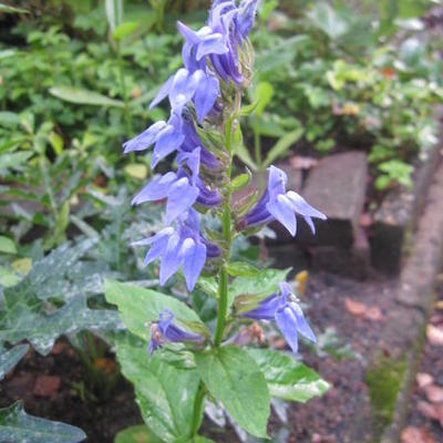 Lobelia siphilitica - 