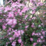 Calliandra surinamensis - 