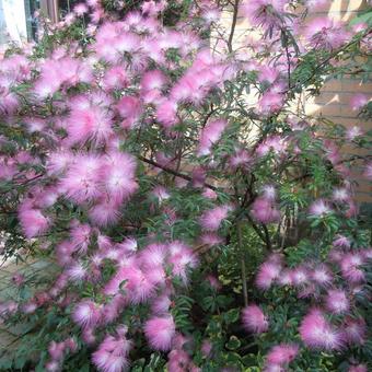 Calliandra surinamensis