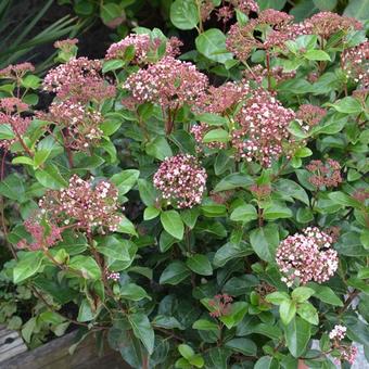 Viburnum tinus 'Lisa Rose'