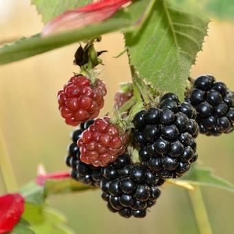 Rubus fruticosus 'Black Satin'