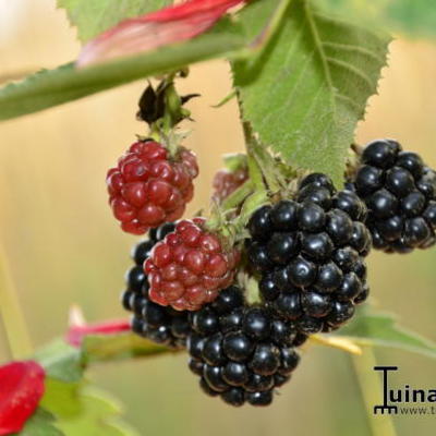 Rubus fruticosus 'Black Satin' - Rubus fruticosus 'Black Satin'